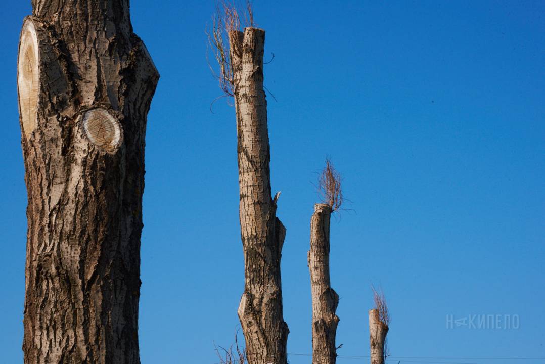 В Украине может исчезнуть «омолаживающая» обрезка деревьев - Накипіло