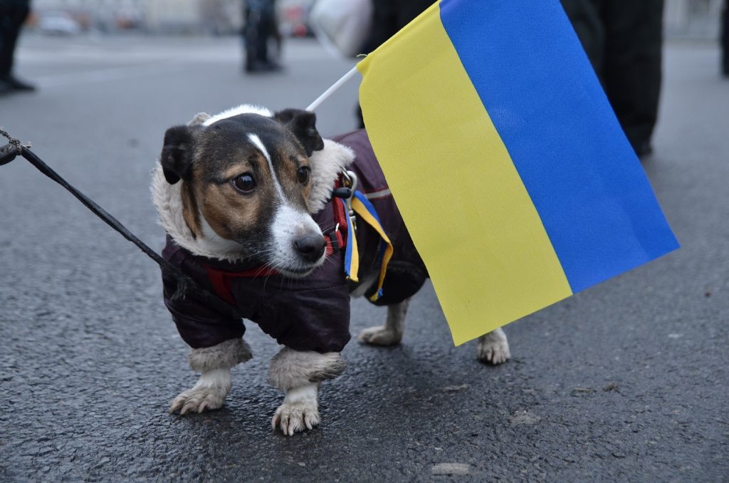 Vam Propisana Sobaka Dva Raza V Nedelyu Rasskazyvaem O Pet Terapii Nakipelo